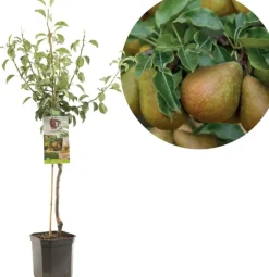 Pyrus communis 'Gieser Wildeman' (Peer) fruitplant 160cm