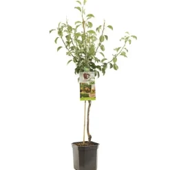 Pyrus communis 'Gieser Wildeman' (Peer) fruitplant 160cm