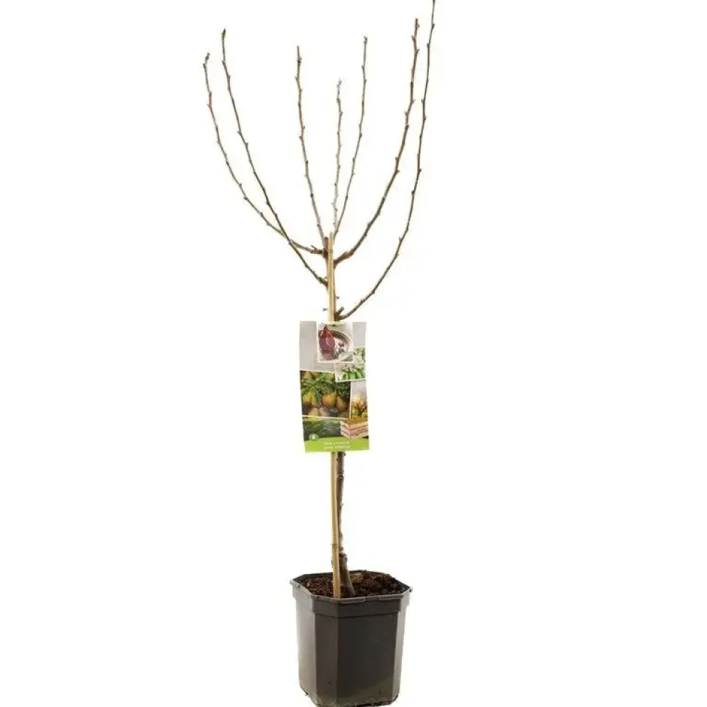 Pyrus communis 'Gieser Wildeman' (Peer) fruitplant 160cm
