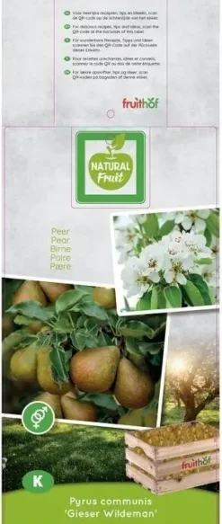 Pyrus communis 'Gieser Wildeman' (Peer) fruitplant 160cm