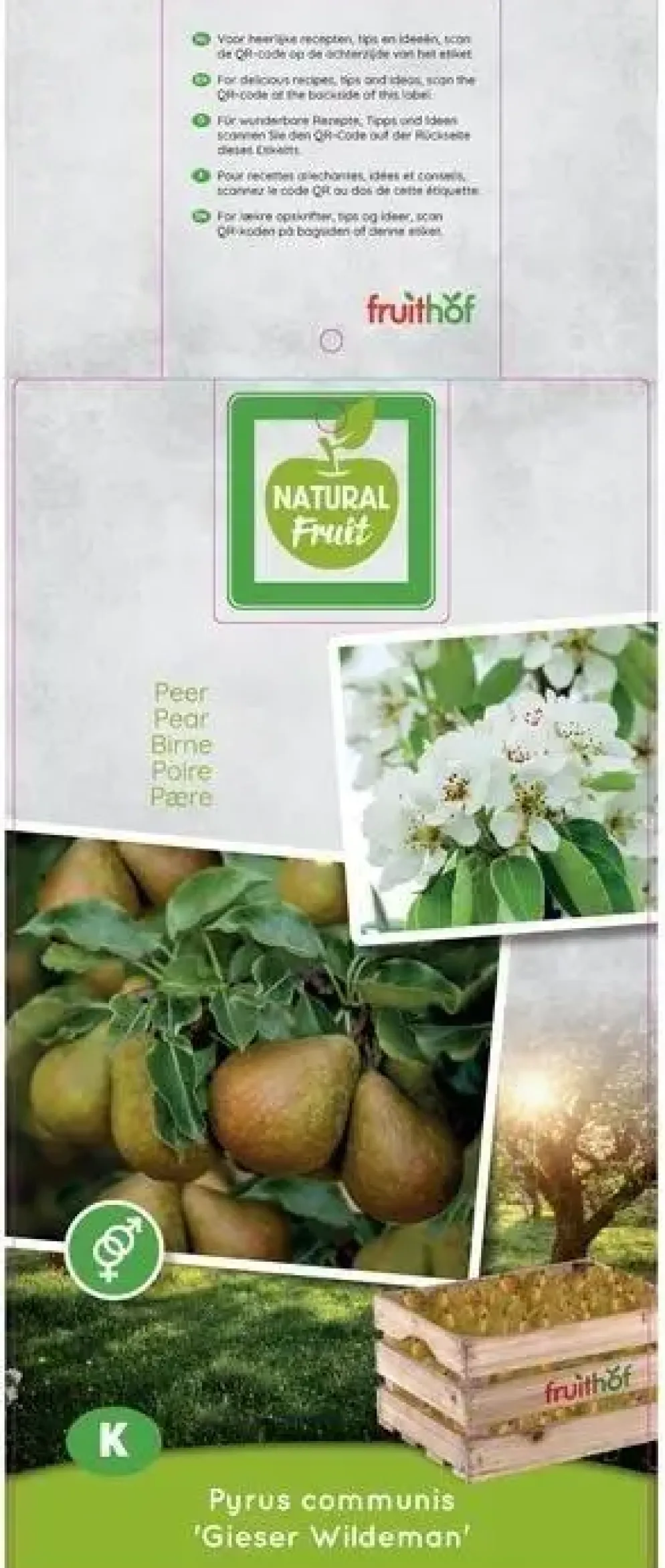 Pyrus communis 'Gieser Wildeman' (Peer) fruitplant 160cm