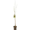 Pyrus communis 'Gieser Wildeman' (Peer) fruitplant 230cm