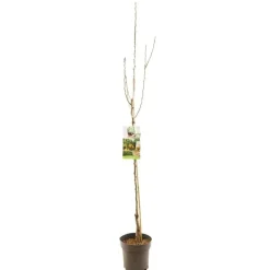 Pyrus communis 'Gieser Wildeman' (Peer) fruitplant 230cm