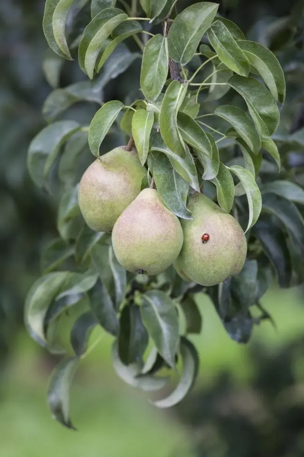 Pyrus communis 'Gieser Wildeman' (Peer) fruitplant 230cm