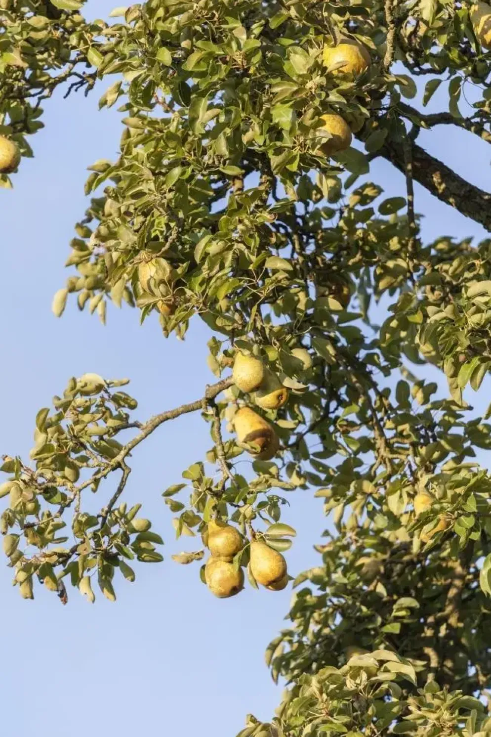 Pyrus communis 'Gieser Wildeman' (Peer) fruitplant 230cm
