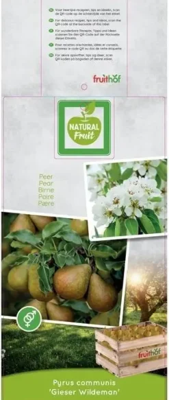 Pyrus communis 'Gieser Wildeman' (Peer) fruitplant 230cm