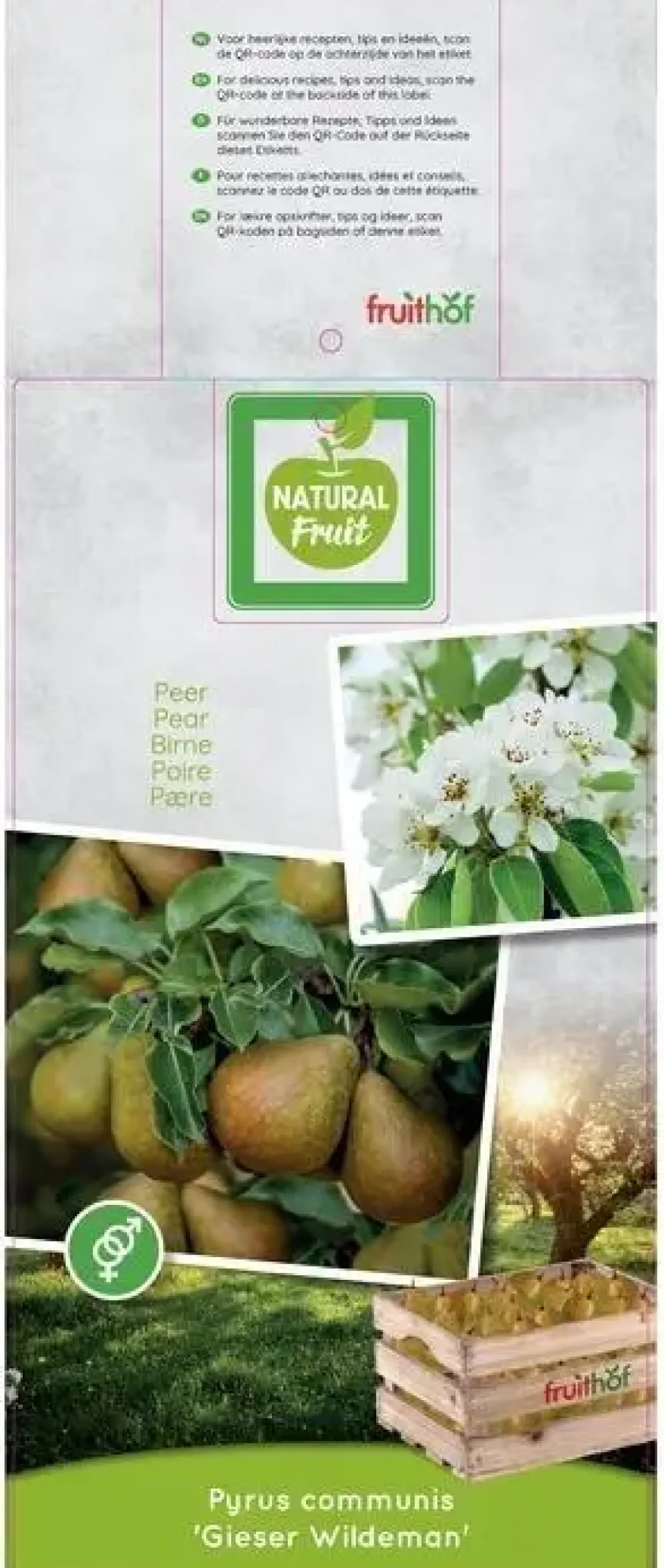 Pyrus communis 'Gieser Wildeman' (Peer) fruitplant 230cm