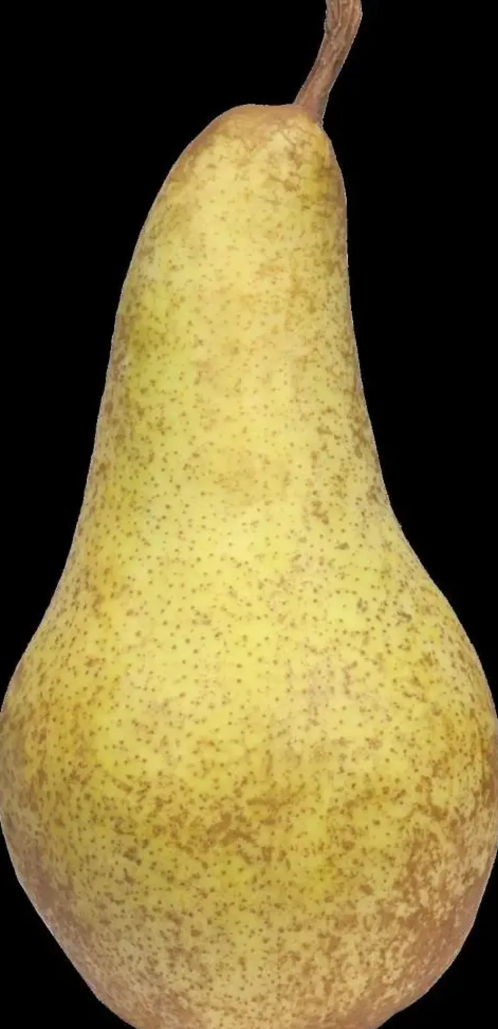 Pyrus communis 'Gieser Wildeman' (Peer) fruitplant 230cm