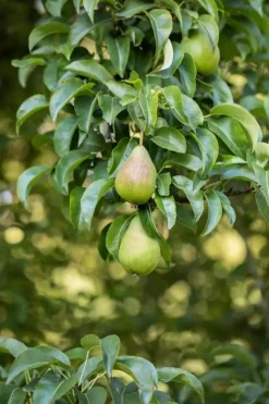 Pyrus communis 'Gieser Wildeman' (Peer) fruitplant 230cm