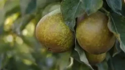 Pyrus communis 'Gieser Wildeman' (Peer) fruitplant 230cm