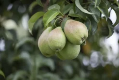 Pyrus communis 'Gieser Wildeman' (Peer) fruitplant 230cm