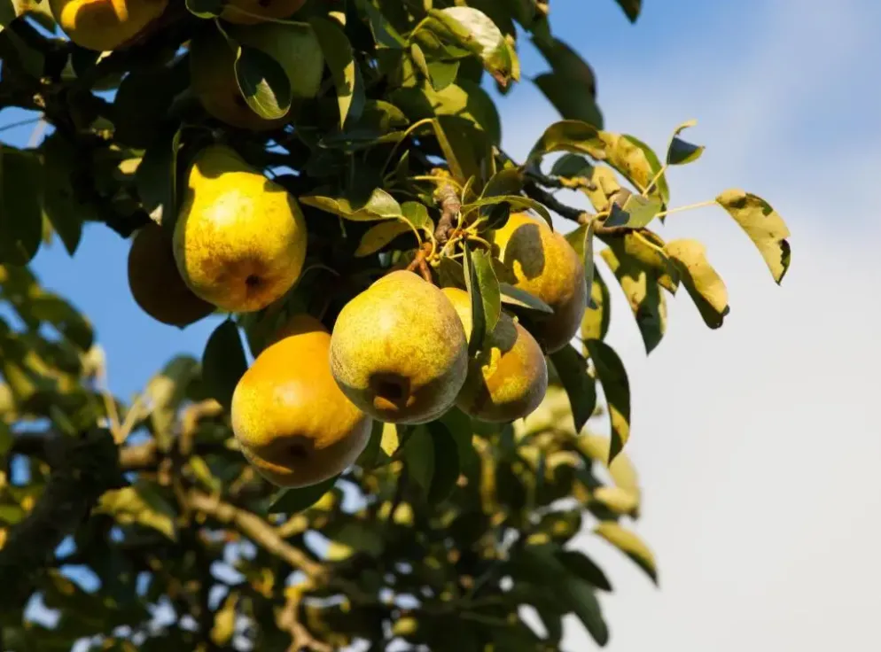 Pyrus communis 'Gieser Wildeman' (Peer) fruitplant 230cm