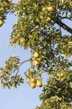 Pyrus communis 'Gieser Wildeman' (Peer) fruitplant 230cm