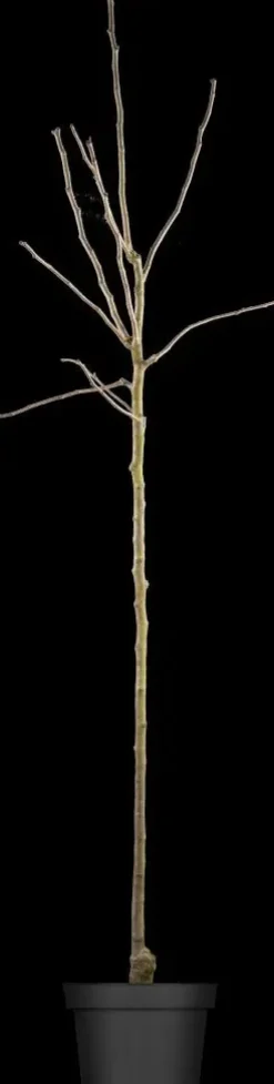 Pyrus communis 'Gieser Wildeman' (Peer) fruitplant 230cm