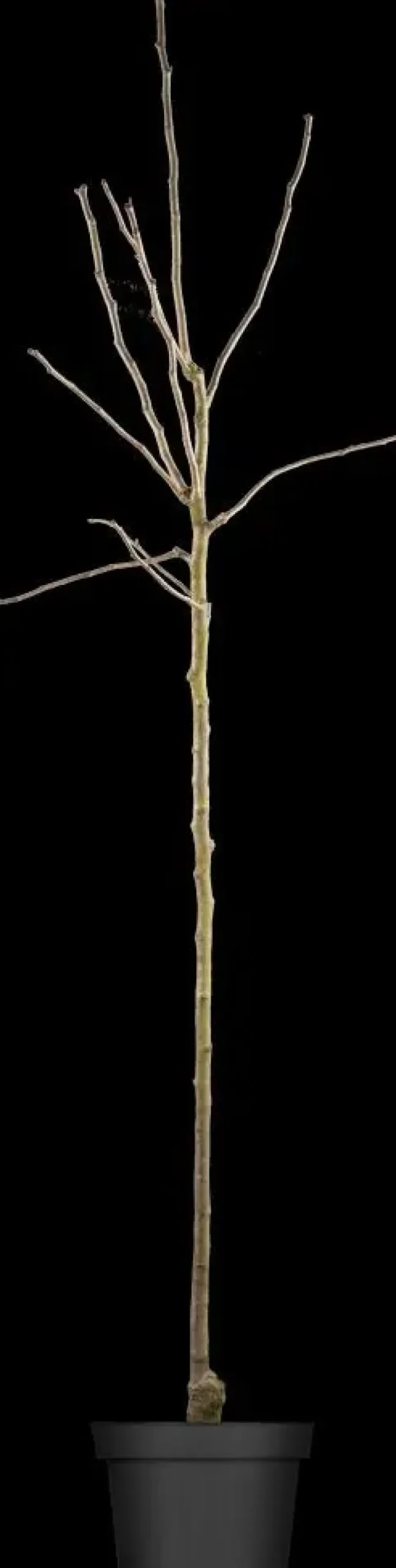 Pyrus communis 'Gieser Wildeman' (Peer) fruitplant 230cm