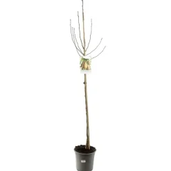 Pyrus communis 'Triomphe de Vienne' (Peer) fruitplant 230cm