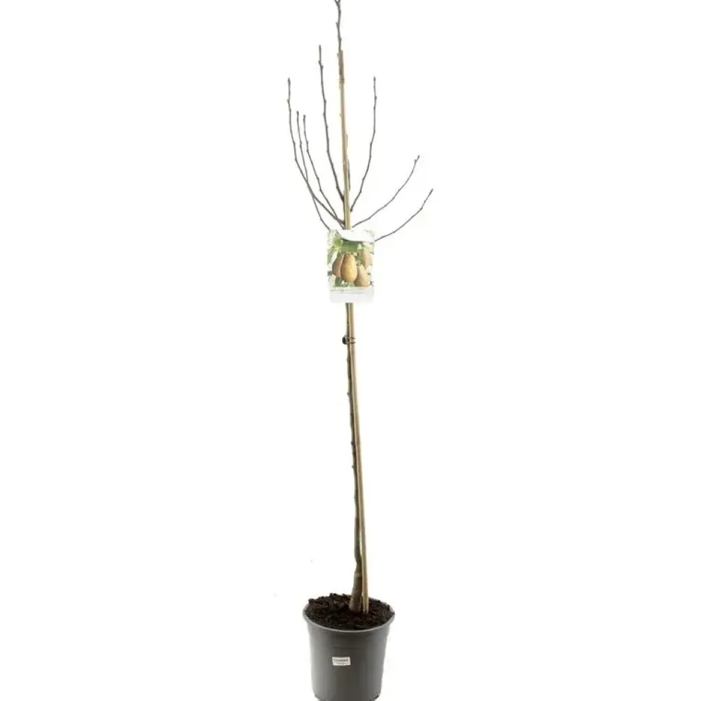 Pyrus communis 'Triomphe de Vienne' (Peer) fruitplant 230cm