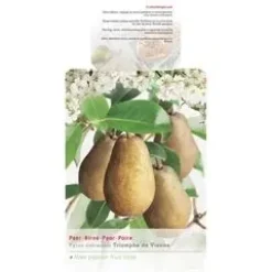 Pyrus communis 'Triomphe de Vienne' (Peer) fruitplant 230cm
