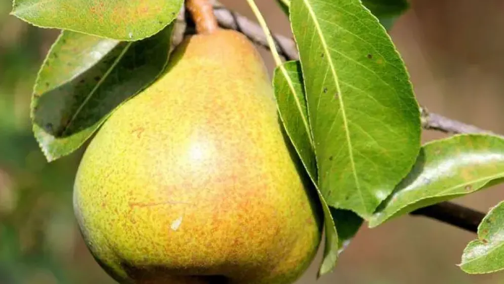 Pyrus communis 'Triomphe de Vienne' (Peer) fruitplant 230cm
