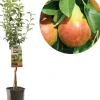 Pyrus communis 'Williams' (Peer) fruitplant 160cm