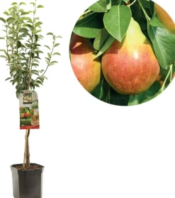 Pyrus communis 'Williams' (Peer) fruitplant 160cm