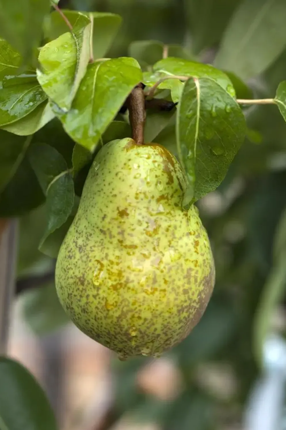 Pyrus communis 'Williams' (Peer) fruitplant 160cm