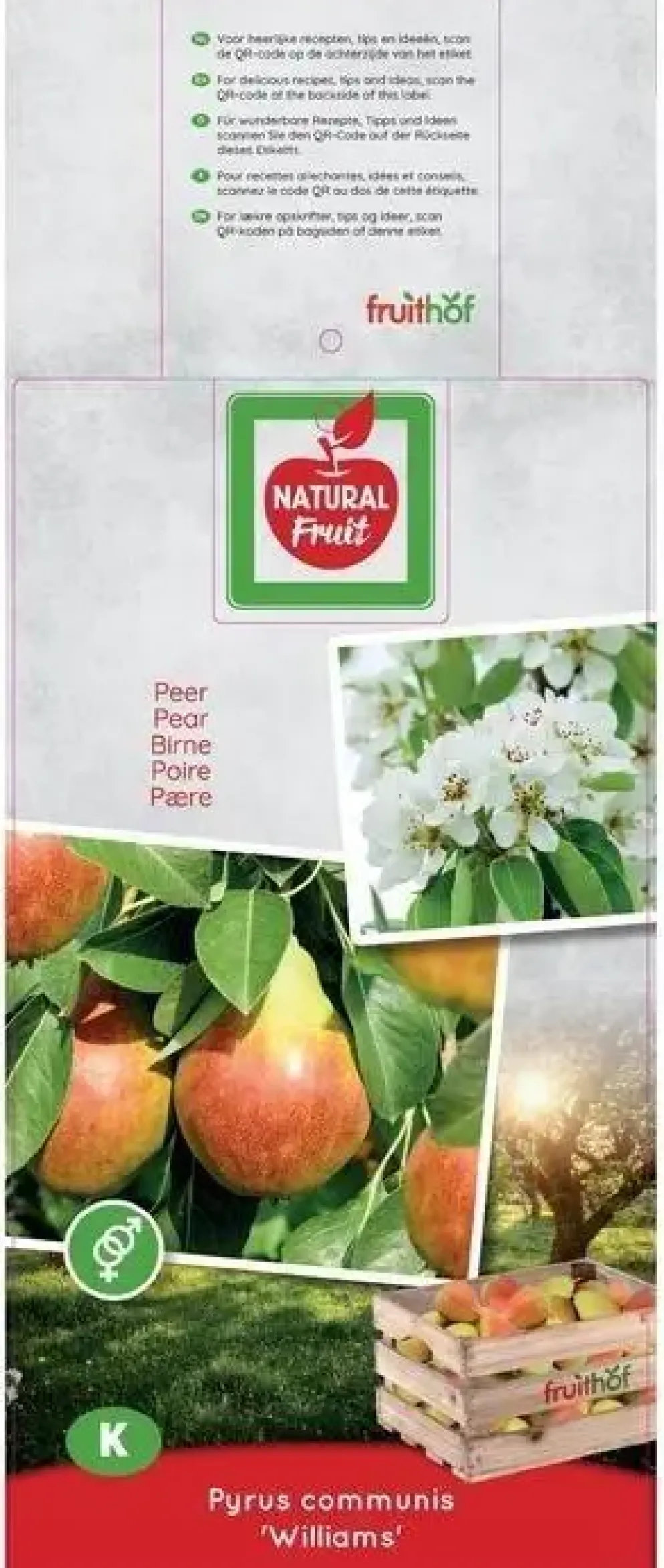 Pyrus communis 'Williams' (Peer) fruitplant 160cm