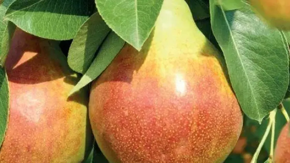 Pyrus communis 'Williams' (Peer) fruitplant 160cm