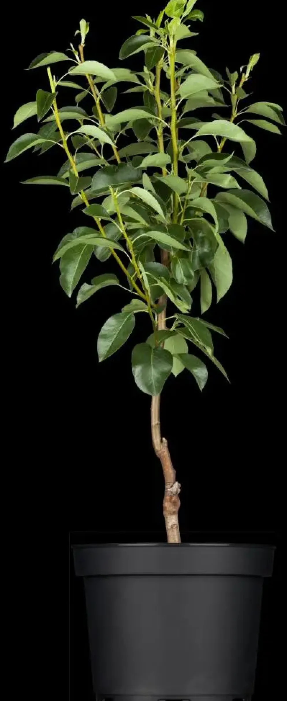 Pyrus communis 'Williams' (Peer) fruitplant 160cm