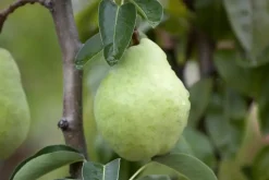 Pyrus communis 'Williams' (Peer) fruitplant 160cm