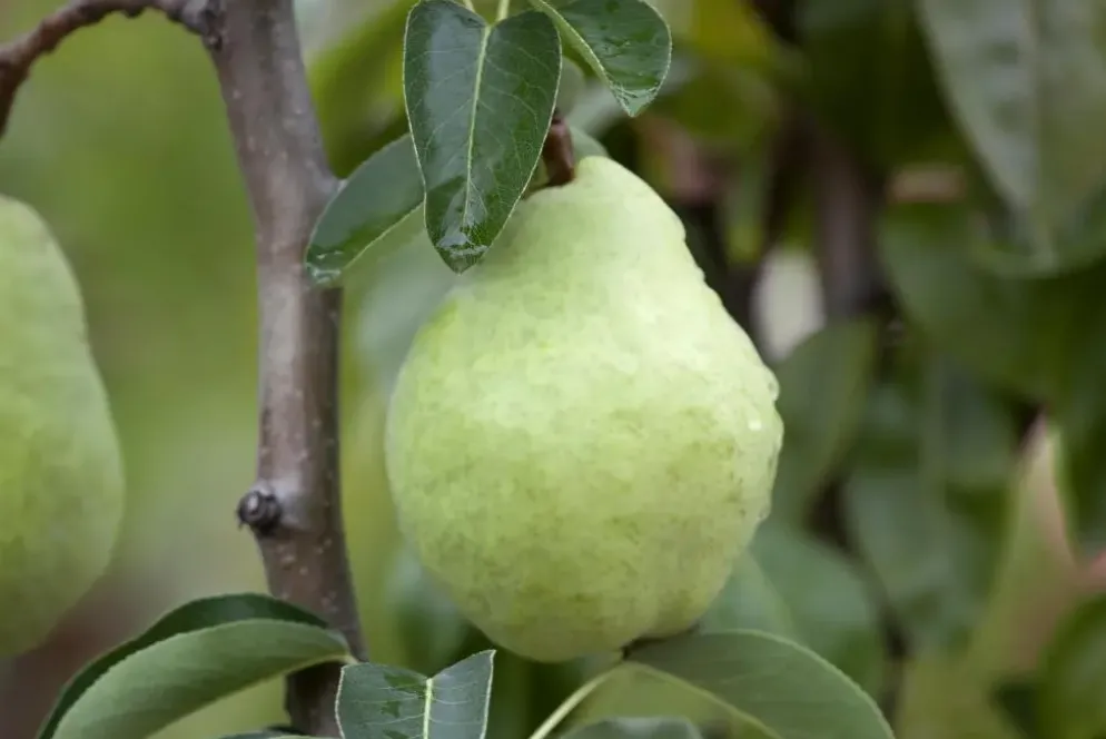 Pyrus communis 'Williams' (Peer) fruitplant 160cm