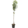 Pyrus communis 'Williams' (Peer) fruitplant 230cm