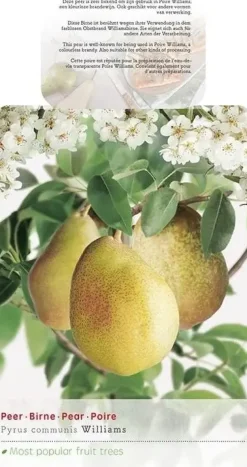 Pyrus communis 'Williams' (Peer) fruitplant 230cm