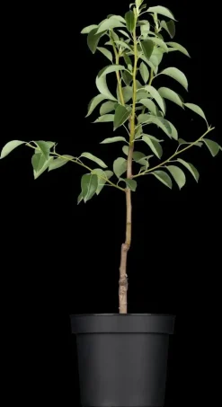 Pyrus communis 'Williams' (Peer) fruitplant 230cm