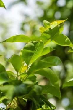 Pyrus communis 'Williams' (Peer) fruitplant 230cm