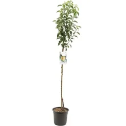 Pyrus communis 'Williams' (Peer) fruitplant 230cm