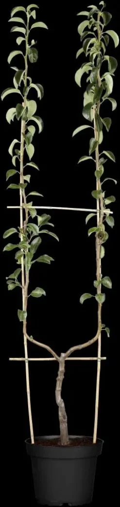 Pyrus communis 'Williams' (Peer) fruitplant 230cm