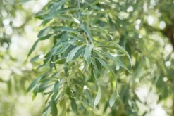 Pyrus salicifolia 'Pendula' (Sierpeer 'Pendula')