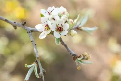 Pyrus salicifolia 'Pendula' (Sierpeer 'Pendula')
