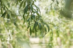 Pyrus salicifolia 'Pendula' (Sierpeer 'Pendula')