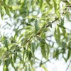Pyrus salicifolia 'Pendula' (Sierpeer 'Pendula')
