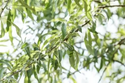 Pyrus salicifolia 'Pendula' (Sierpeer 'Pendula')