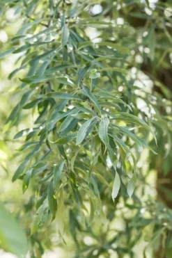 Pyrus salicifolia 'Pendula' (Sierpeer 'Pendula')