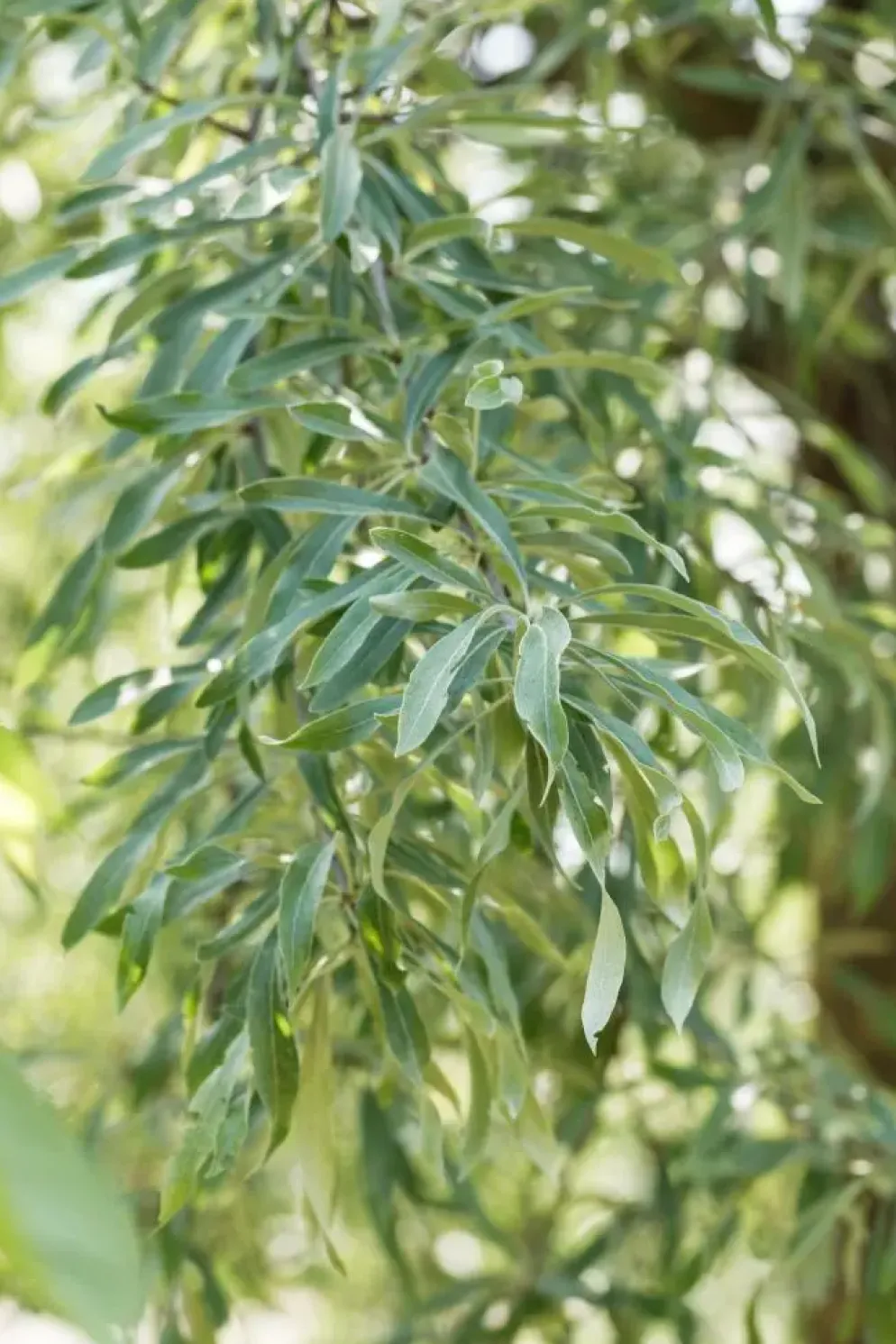 Pyrus salicifolia 'Pendula' (Sierpeer 'Pendula')