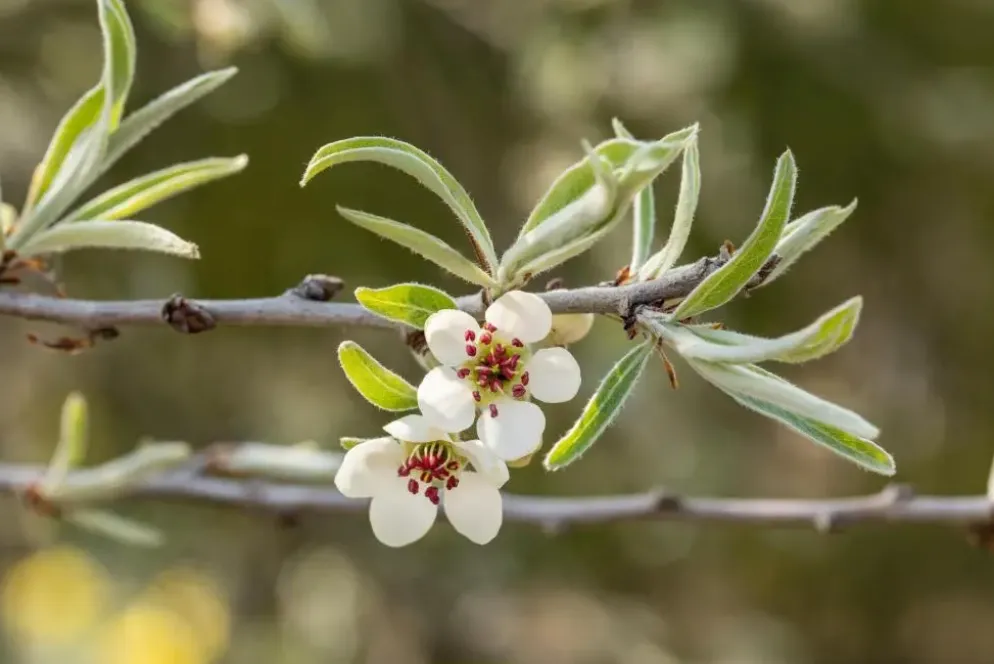 Pyrus salicifolia 'Pendula' (Sierpeer 'Pendula')