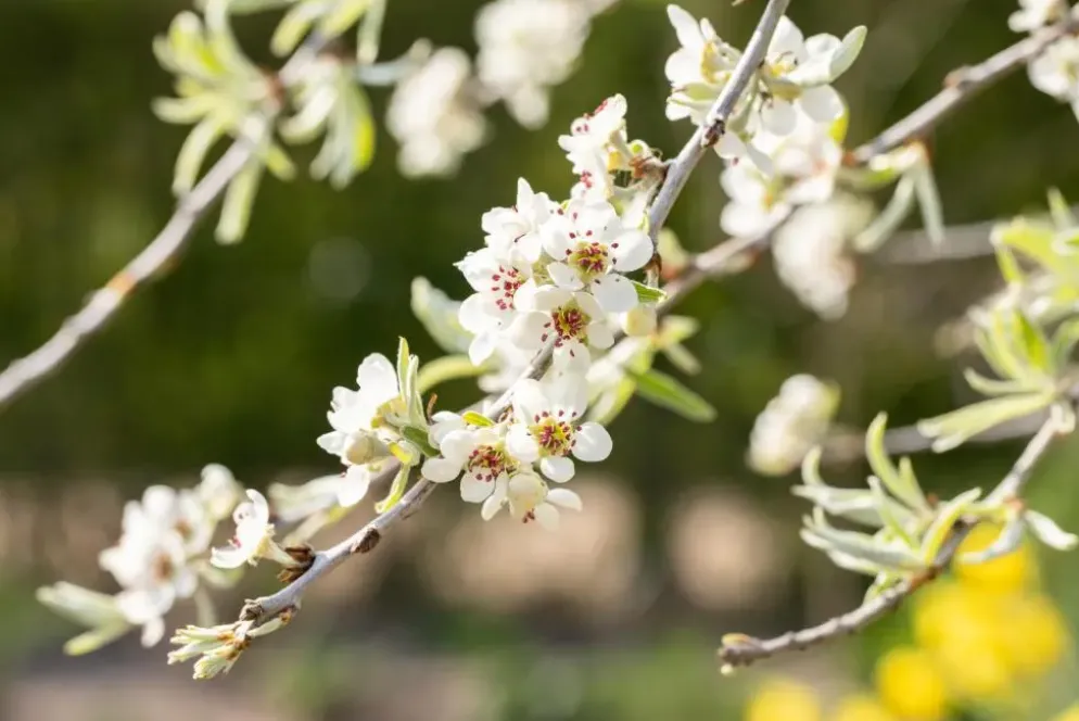 Pyrus salicifolia 'Pendula' (Sierpeer 'Pendula')