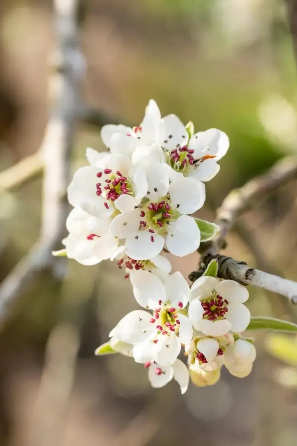 Pyrus salicifolia 'Pendula' (Sierpeer 'Pendula')