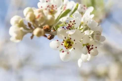 Pyrus salicifolia 'Pendula' (Sierpeer 'Pendula')