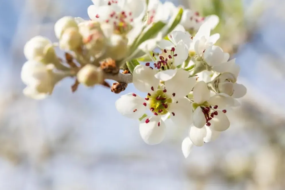 Pyrus salicifolia 'Pendula' (Sierpeer 'Pendula')