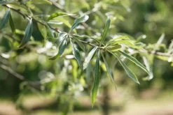 Pyrus salicifolia 'Pendula' (Sierpeer 'Pendula')